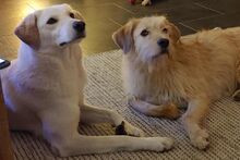 AMELIA, Hund, Pastore Fonnese-Mix in Nörvenich - Bild 10