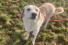 AMELIA, Hund, Pastore Fonnese-Mix in Nörvenich - Bild 11