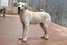 AMELIA, Hund, Pastore Fonnese-Mix in Nörvenich - Bild 15