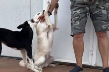 AMELIA, Hund, Pastore Fonnese-Mix in Nörvenich - Bild 19