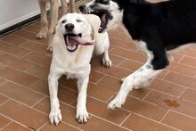 AMELIA, Hund, Pastore Fonnese-Mix in Nörvenich - Bild 21