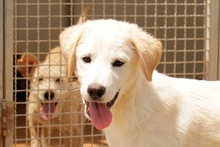 AMELIA, Hund, Pastore Fonnese-Mix in Nörvenich - Bild 23