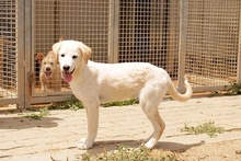 AMELIA, Hund, Pastore Fonnese-Mix in Nörvenich - Bild 25