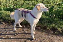 AMELIA, Hund, Pastore Fonnese-Mix in Nörvenich - Bild 4