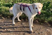AMELIA, Hund, Pastore Fonnese-Mix in Nörvenich - Bild 5
