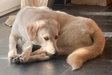 AMELIA, Hund, Pastore Fonnese-Mix in Nörvenich - Bild 6