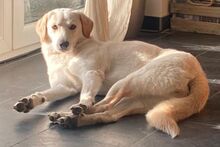 AMELIA, Hund, Pastore Fonnese-Mix in Nörvenich - Bild 7