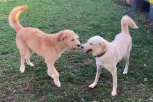 AMELIA, Hund, Pastore Fonnese-Mix in Nörvenich - Bild 9