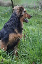 VUCKO, Hund, Mischlingshund in Kroatien - Bild 2