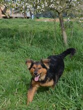 VUCKO, Hund, Mischlingshund in Kroatien - Bild 3