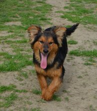 VUCKO, Hund, Mischlingshund in Kroatien - Bild 4