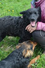 VUCKO, Hund, Mischlingshund in Kroatien - Bild 5