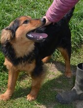 VUCKO, Hund, Mischlingshund in Kroatien - Bild 8