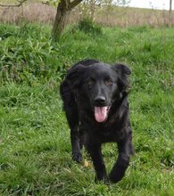 MILA, Hund, Mischlingshund in Kroatien - Bild 4