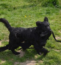 MILA, Hund, Mischlingshund in Kroatien - Bild 7