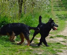 MILA, Hund, Mischlingshund in Kroatien - Bild 8