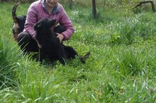 MILA, Hund, Mischlingshund in Kroatien - Bild 9