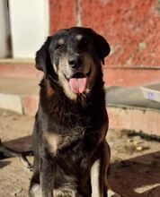 COCO, Hund, Mastin Español in Spanien - Bild 1