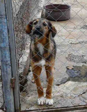 STROMER, Hund, Mischlingshund in Bulgarien - Bild 1