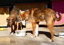STROMER, Hund, Mischlingshund in Bulgarien - Bild 10