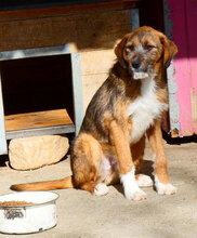 STROMER, Hund, Mischlingshund in Bulgarien - Bild 11