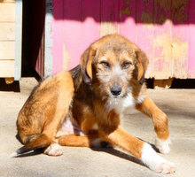 STROMER, Hund, Mischlingshund in Bulgarien - Bild 12