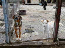 STROMER, Hund, Mischlingshund in Bulgarien - Bild 3