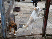 STROMER, Hund, Mischlingshund in Bulgarien - Bild 4