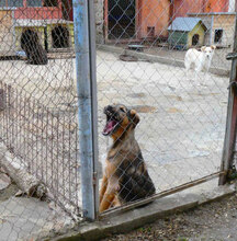 STROMER, Hund, Mischlingshund in Bulgarien - Bild 5