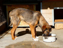 STROMER, Hund, Mischlingshund in Bulgarien - Bild 6