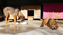 STROMER, Hund, Mischlingshund in Bulgarien - Bild 7