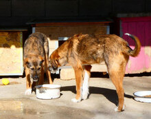 STROMER, Hund, Mischlingshund in Bulgarien - Bild 8