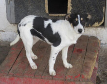 LALA, Hund, Mischlingshund in Bulgarien - Bild 2