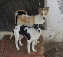 LALA, Hund, Mischlingshund in Bulgarien - Bild 6