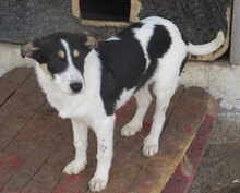LALA, Hund, Mischlingshund in Bulgarien - Bild 7