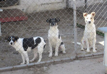 LALA, Hund, Mischlingshund in Bulgarien - Bild 9