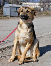 FENNO, Hund, Mischlingshund in Bulgarien - Bild 1