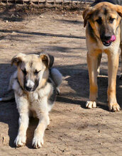 FENNO, Hund, Mischlingshund in Bulgarien - Bild 10