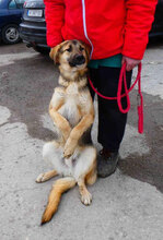 FENNO, Hund, Mischlingshund in Bulgarien - Bild 2