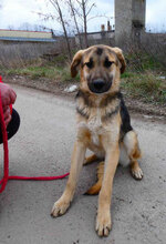 FENNO, Hund, Mischlingshund in Bulgarien - Bild 3