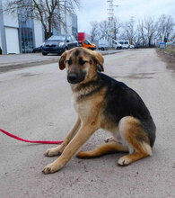 FENNO, Hund, Mischlingshund in Bulgarien - Bild 4