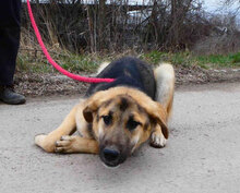 FENNO, Hund, Mischlingshund in Bulgarien - Bild 5