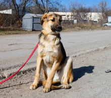 FENNO, Hund, Mischlingshund in Bulgarien - Bild 6