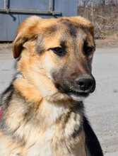 FENNO, Hund, Mischlingshund in Bulgarien - Bild 7
