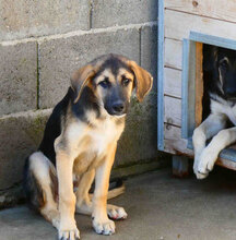 FENNO, Hund, Mischlingshund in Bulgarien - Bild 9