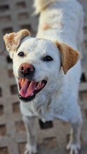 CHOCHKO, Hund, Mischlingshund in Bulgarien - Bild 11