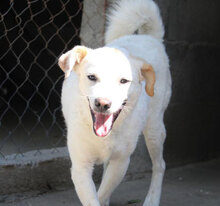 CHOCHKO, Hund, Mischlingshund in Bulgarien - Bild 12