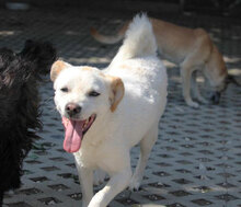 CHOCHKO, Hund, Mischlingshund in Bulgarien - Bild 13
