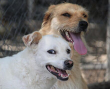 CHOCHKO, Hund, Mischlingshund in Bulgarien - Bild 15