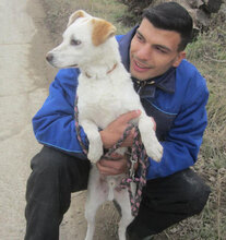 CHOCHKO, Hund, Mischlingshund in Bulgarien - Bild 17